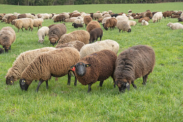 Fressende  Schafe einer Schafherde, Kanton Luzern, Schweiz