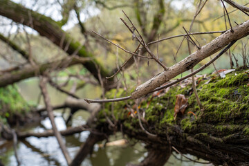 Colorful trees, tree trunks close-up. Idyllic fairy autumn landscape. Green, red, orange and yellow leaves. Natural pattern. Environmental conservation theme.
