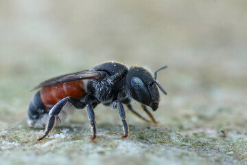Closeup of a small, colorfull mason bee, Osmia andrenoides , in Gard, France