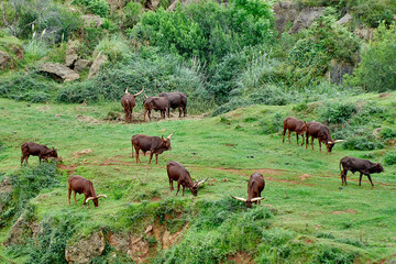 vatussi graze on a glade
