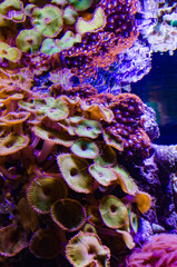 Colorful button corals swaying under the sea water, GREEN WHITE STRIPED POLYP Zoanthus