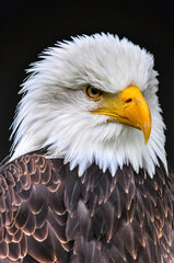american bald eagle