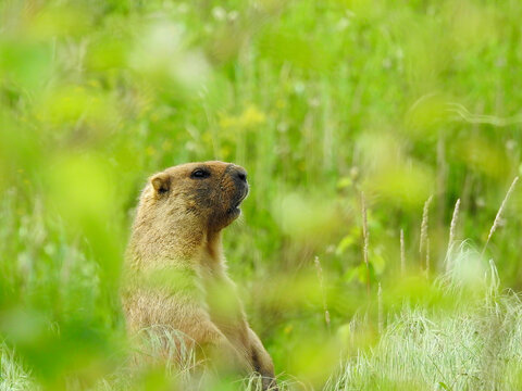 Wild marmot sits sideways among the grass in natural habitat on a sunny summer day, close-up. Steppe marmot in the wild.