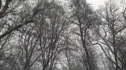 trees in winter