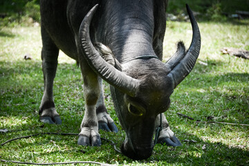 Obraz premium Black cow wildbeest in the wild