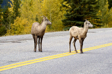 Obraz na płótnie Canvas Alberta Canada white-tailed deer on the road