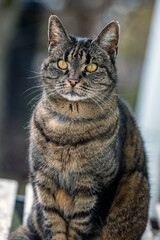 close up of cat, nacka, sverige, stockholm,sweden