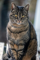 portrait of a cat, nacka, sverige, stockholm,sweden