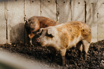 two pigs standing in the mud