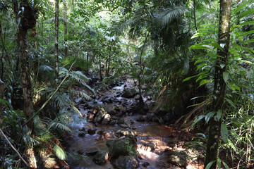 Fototapeta premium stream in the forest