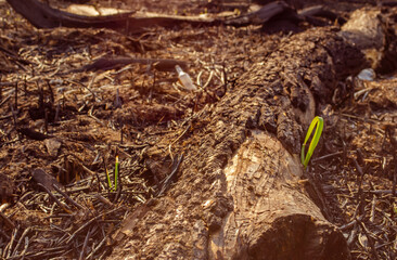 Young green sprout of reeds against the background of burnt soil in the field and fluff. Young shoots of grass sprout on burning after a fire of grass fire. Consequences of a catastrophe. Spring tan