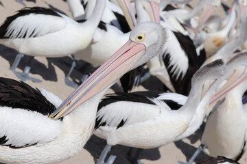 pelicans on the beach