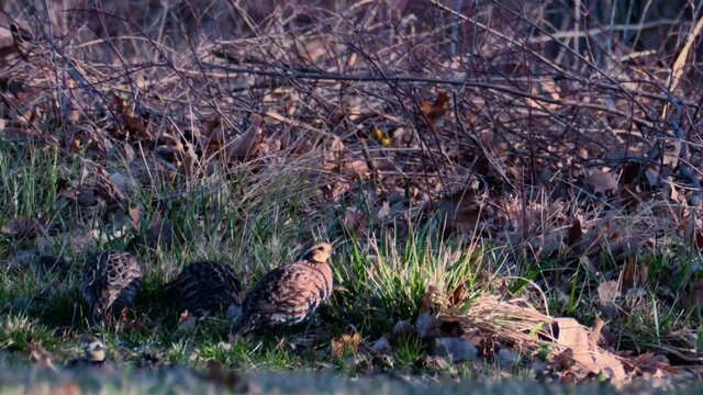 a small covey of quail scour the grass for food