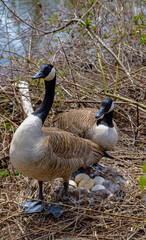 Canada goose  Male and female goose on a nest with eggs on an island among trees