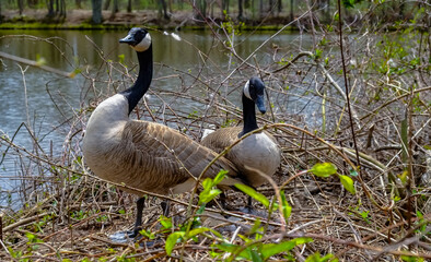 Canada goose  Male and female goose on a nest with eggs on an island among trees