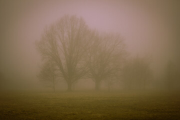 Trees in a mystical fog. The period before dawn.