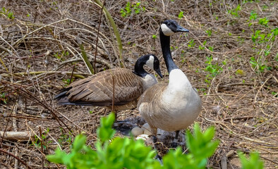 Canada goose  Male and female goose on a nest with eggs on an island among trees
