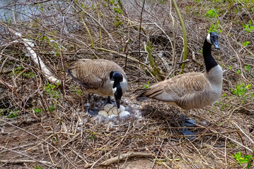 Canada goose  Male and female goose on a nest with eggs on an island among trees