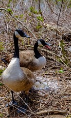 Canada goose  Male and female goose on a nest with eggs on an island among trees
