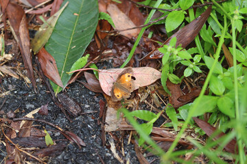 lizard on the grass