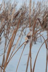 dry marsh grass on a background of snow