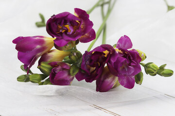 purple freesia on a light background and light tulle
