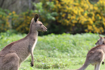 kangaroo