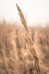 Fototapeta premium Wheat close up in a field on a background of foggy sky.