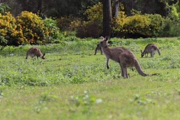 kangaroo and foal