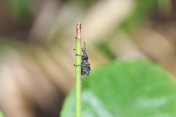 dragonfly on a leaf