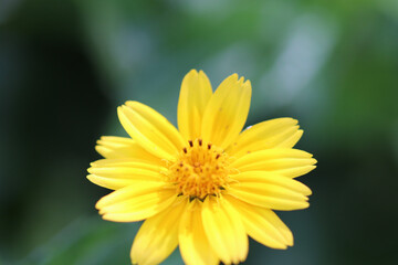 yellow flower macro