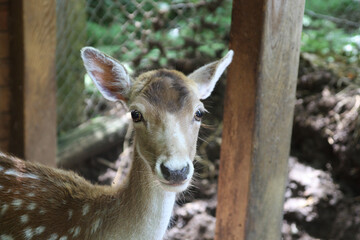 A braun doe with big eyes looks the visitor with a sweet look