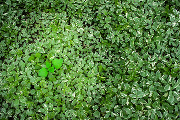 Green leaves background