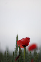 Obraz premium A lonely red fragile flower poppy like pure love in a green field for Valentine's day
