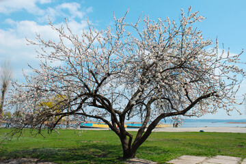 Fruit cherry tree blossom in park near river