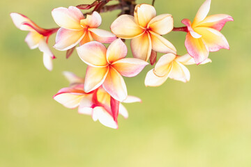 Concept nature view of White and pink leaf on blurred greenery background in garden and sunlight with copy space using as background natural green plants landscape, ecology, fresh wallpaper.