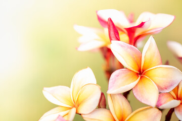 Concept nature view of White and pink leaf on blurred greenery background in garden and sunlight with copy space using as background natural green plants landscape, ecology, fresh wallpaper.