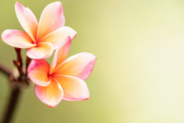 Concept nature view of White and pink leaf on blurred greenery background in garden and sunlight with copy space using as background natural green plants landscape, ecology, fresh wallpaper.