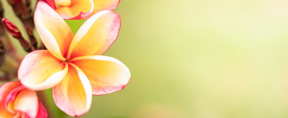 Concept nature view of White and pink leaf on blurred greenery background in garden and sunlight with copy space using as background natural green plants landscape, ecology, fresh wallpaper.