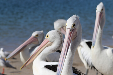 pelican on a beach