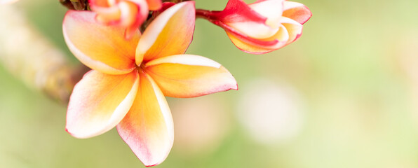 Concept nature view of White and pink leaf on blurred greenery background in garden and sunlight with copy space using as background natural green plants landscape, ecology, fresh wallpaper.
