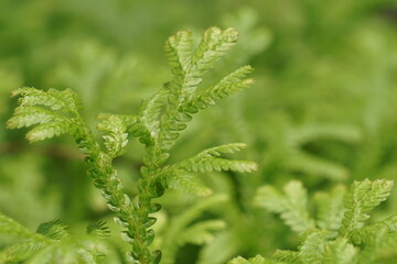 CLOSEUP MACRO OF GREEN fern LEAVES show textured with selective focus and toned color and blur background