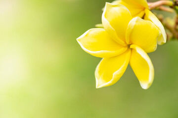 Concept nature view of yellow leaf on blurred greenery background in garden and sunlight with copy space using as background natural green plants landscape, ecology, fresh wallpaper.