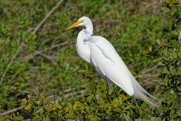 Telephoto Shot of a Stately and Elegant Great Egret.