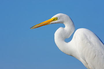 Close-up of a Great Egret Against a Clear Blue Sky.