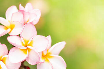 Concept nature view of White and pink leaf on blurred greenery background in garden and sunlight with copy space using as background natural green plants landscape, ecology, fresh wallpaper.