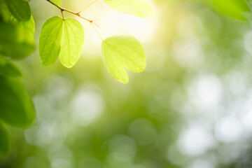 Fototapeta na wymiar Concept nature view of green leaf on blurred greenery background in garden and sunlight with copy space using as background natural green plants landscape, ecology, fresh wallpaper.