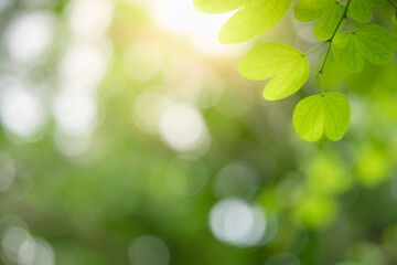 Fototapeta na wymiar Concept nature view of green leaf on blurred greenery background in garden and sunlight with copy space using as background natural green plants landscape, ecology, fresh wallpaper.