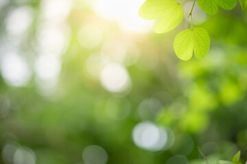 Fototapeta premium Concept nature view of green leaf on blurred greenery background in garden and sunlight with copy space using as background natural green plants landscape, ecology, fresh wallpaper.