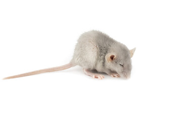 funny gray fluffy pet rat with big ears isolated on a white background, close-up